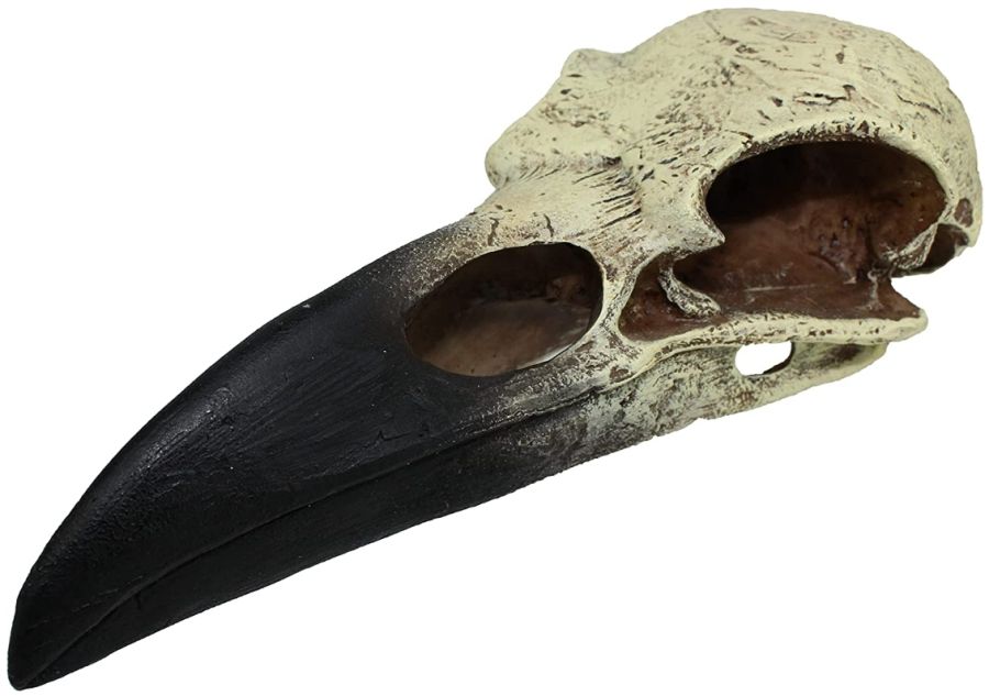 Komodo Raven Skull Terrarium Decoration image 0