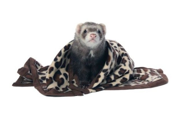 Marshall Designer Fleece Blanket for Small Animals image 0