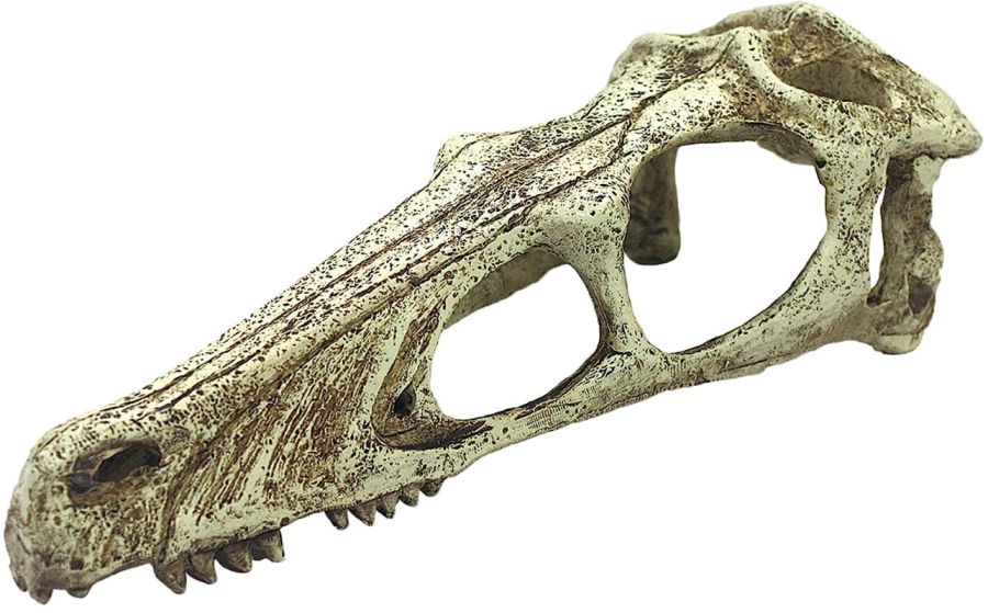 Komodo Raptor Skull Terrarium Decoration image 0