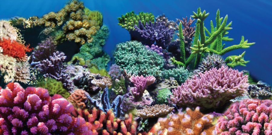 Aquatic Creations Coral Cling Aquarium Background image 0