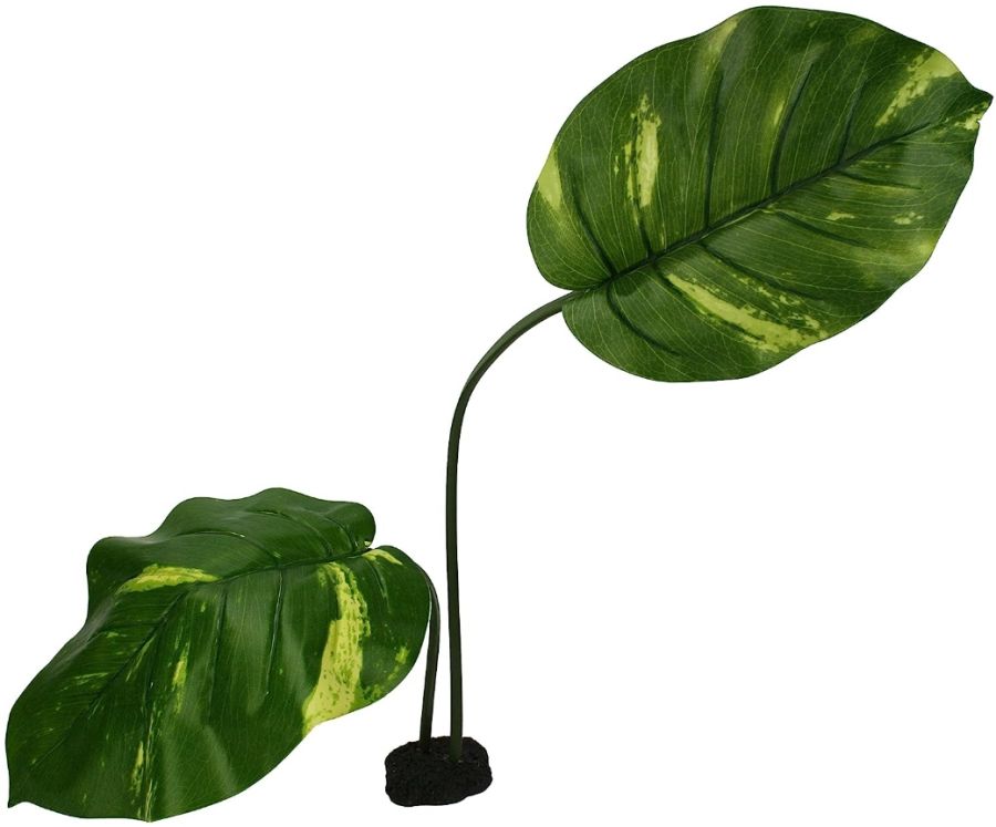 Komodo Jumbo Guiana Terrarium Plant image 0