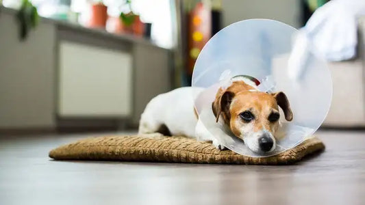 Best Freeze-Dried Dog Food in 2026: Top Brands Compared
