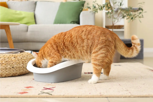Best Cat Litter for Odor Control in 2026 (Vet-Recommended)