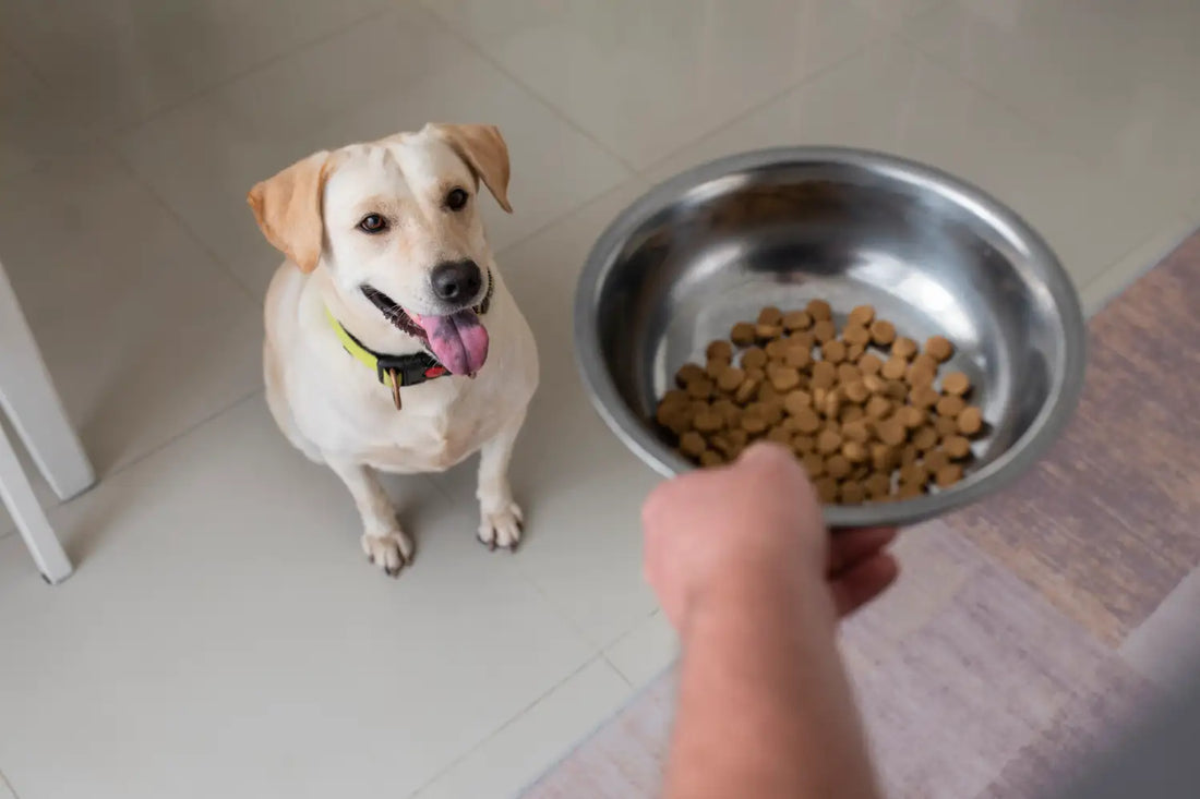Best Dog Food for Senior Dogs: Joint, Kidney & Weight Support