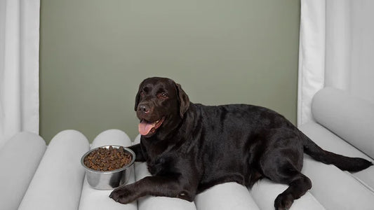 How to Choose the Right Dog Bed: A Complete Guide