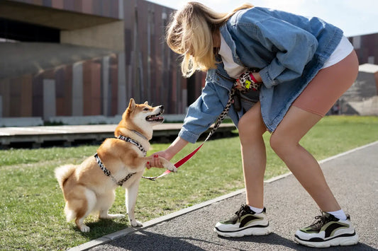 Best Dog Harness vs Collar: Which is Safer for Walking?