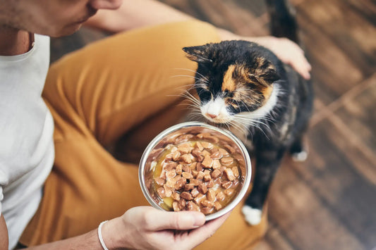 Best Senior Cat Food: What to Feed an Aging Cat