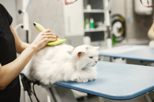 Cat Grooming Tips: How to Keep Your Cat Clean & Healthy