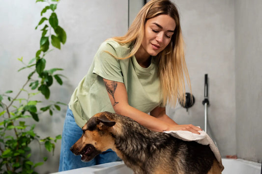 Complete Dog Grooming Guide: Everything You Need to Know