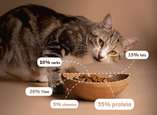 How Much Should I Feed My Cat? Complete Feeding Chart by Age & Weight