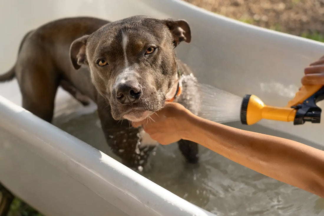 How Often Should You Bathe Your Dog?