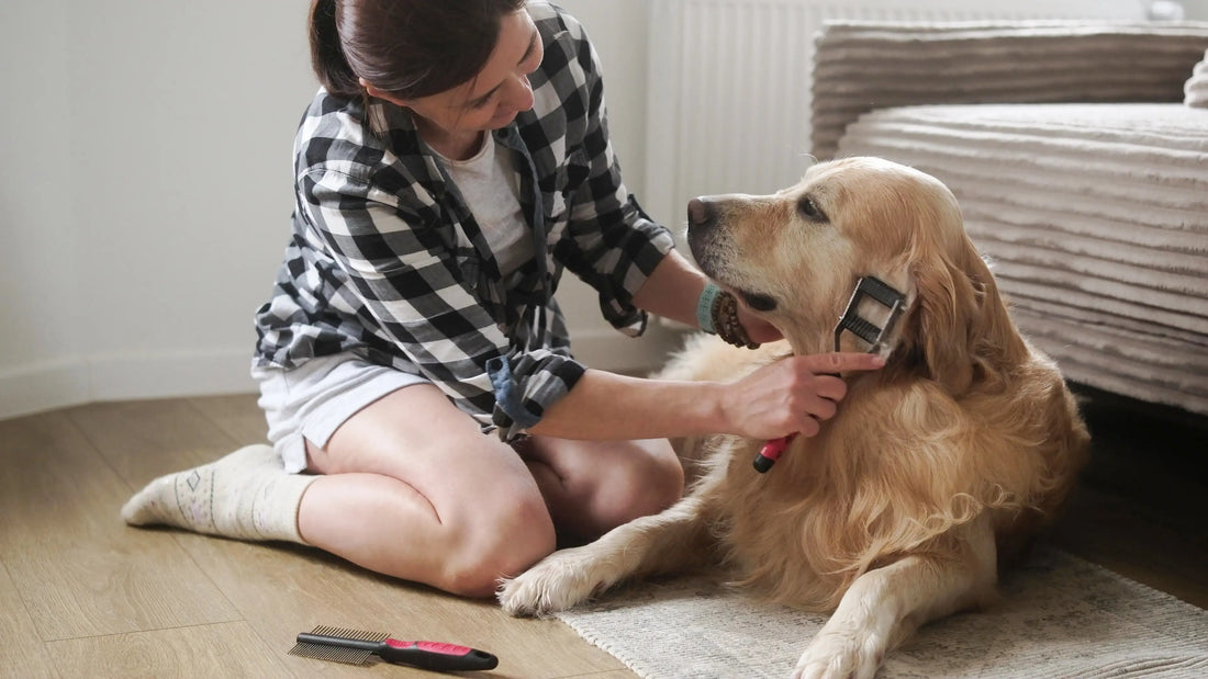 How to Groom a Dog at Home: Step-by-Step Guide