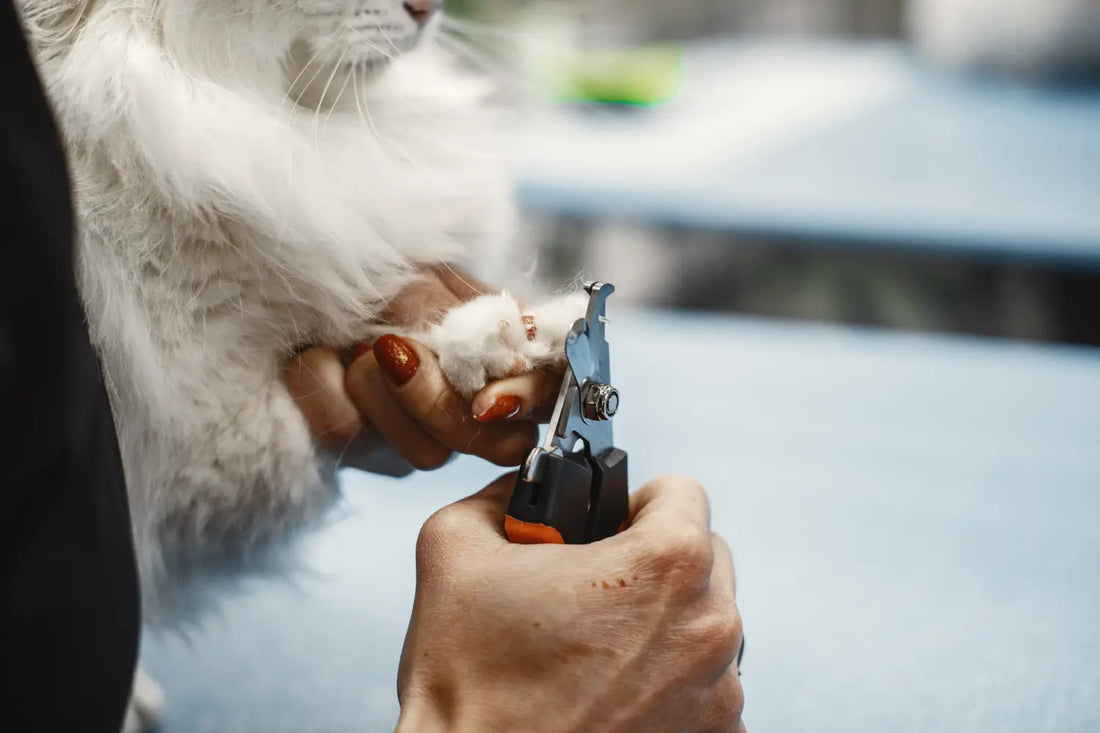 How to Trim Cat Nails at Home: A Safe Step-by-Step Guide