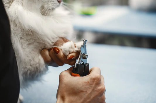 How to Trim Cat Nails at Home: A Safe Step-by-Step Guide