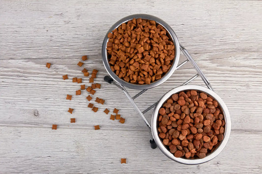 Wet vs Dry Dog Food: Which Is Better for Your Dog?