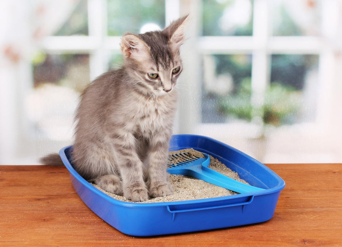 Why Is My Cat Not Using the Litter Box? Causes & Fixes