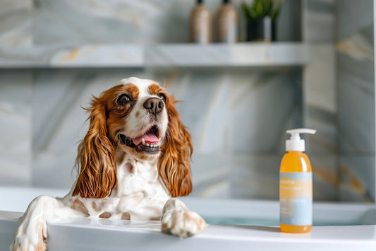 Best Dog Shampoo for Every Coat Type in 2026