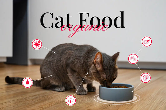 Best Cat Food for Urinary Health in 2026