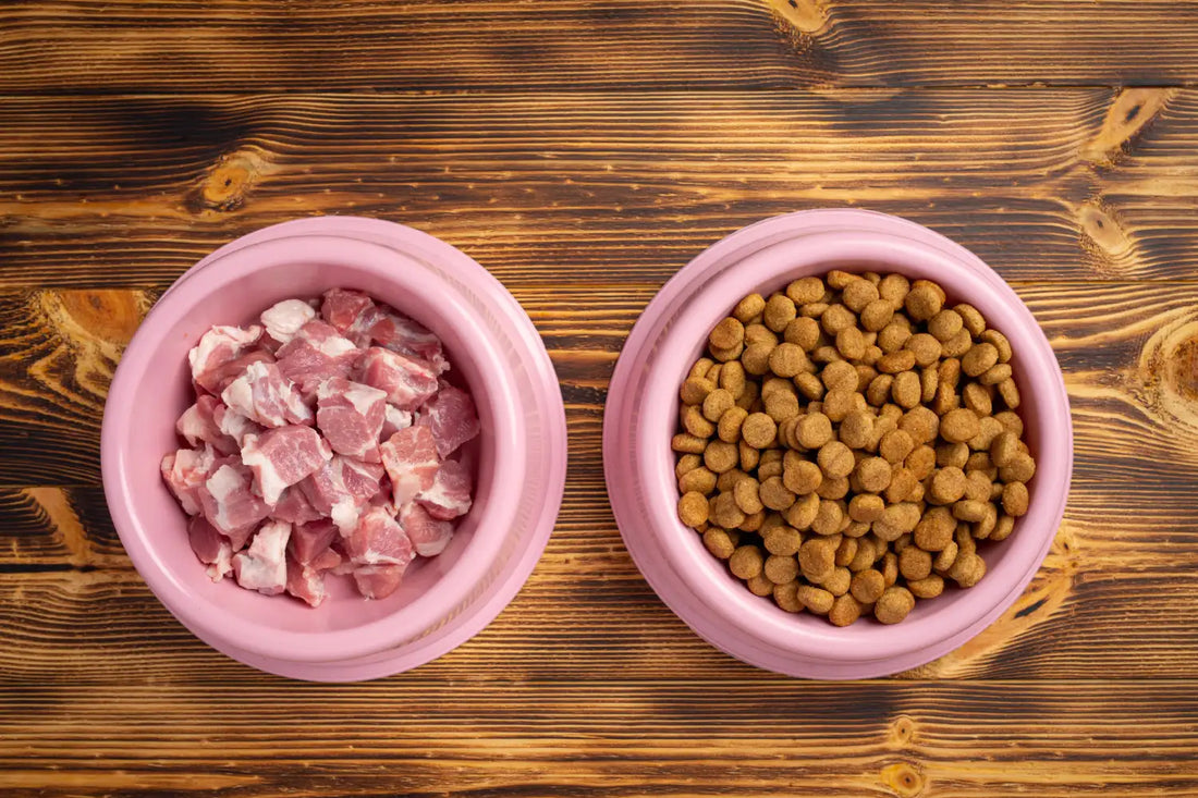 Best Kitten Food for Healthy Growth (Dry & Wet Options)