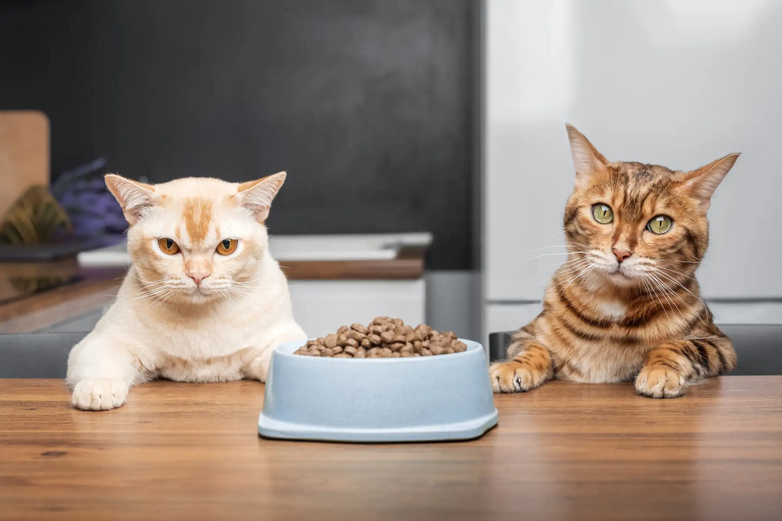 Wet vs Dry Cat Food: Which Is Better for Your Cat's Health?