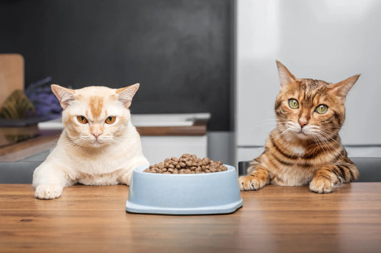 Wet vs Dry Cat Food: Which Is Better for Your Cat's Health?