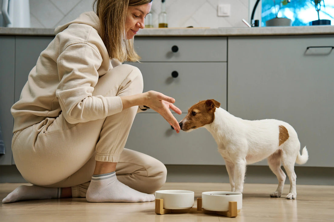 Puppy Feeding Guide: How Much & How Often Should You Feed a Puppy?
