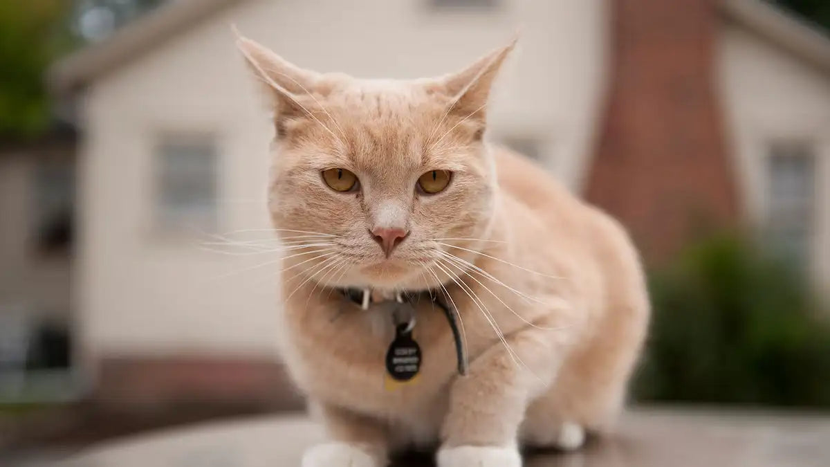 HOW TO CARE FOR CATS