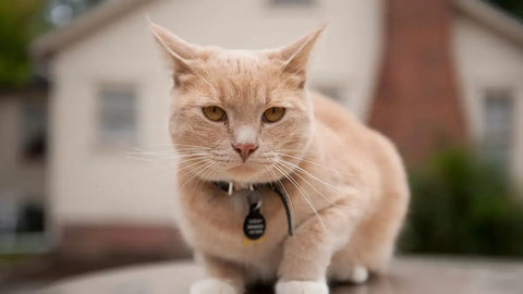 Cat Collars