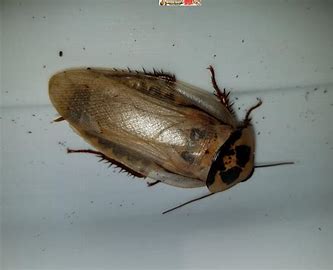 Ivory Head Roach Delivery image 0