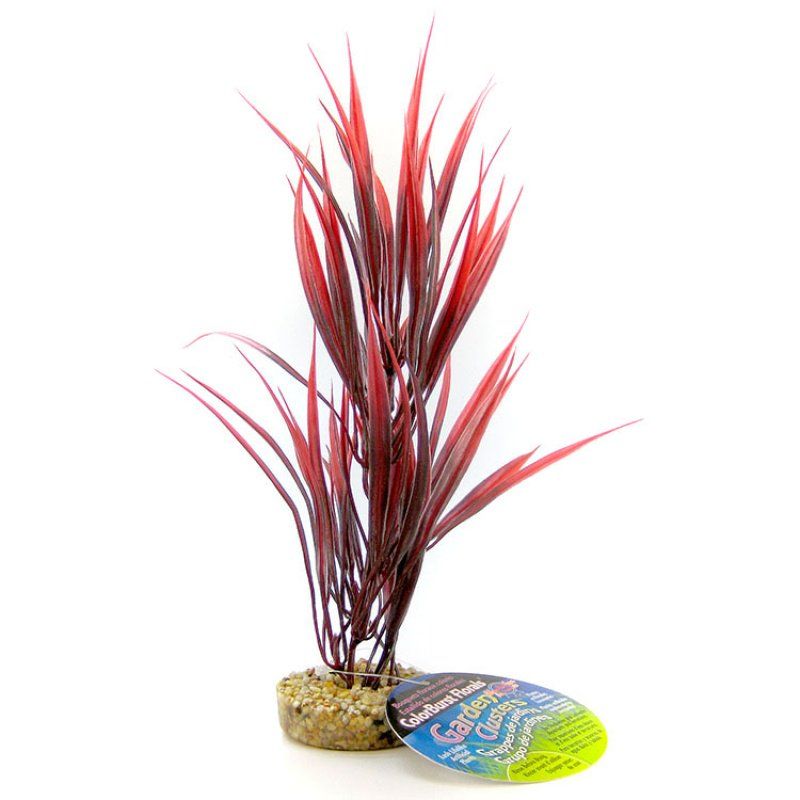 Blue Ribbon Sword Plant with Gravel Base - Red image 0