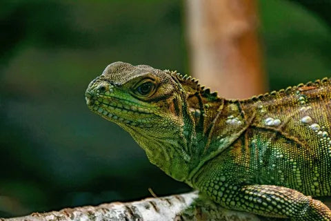 REPTILE CARE