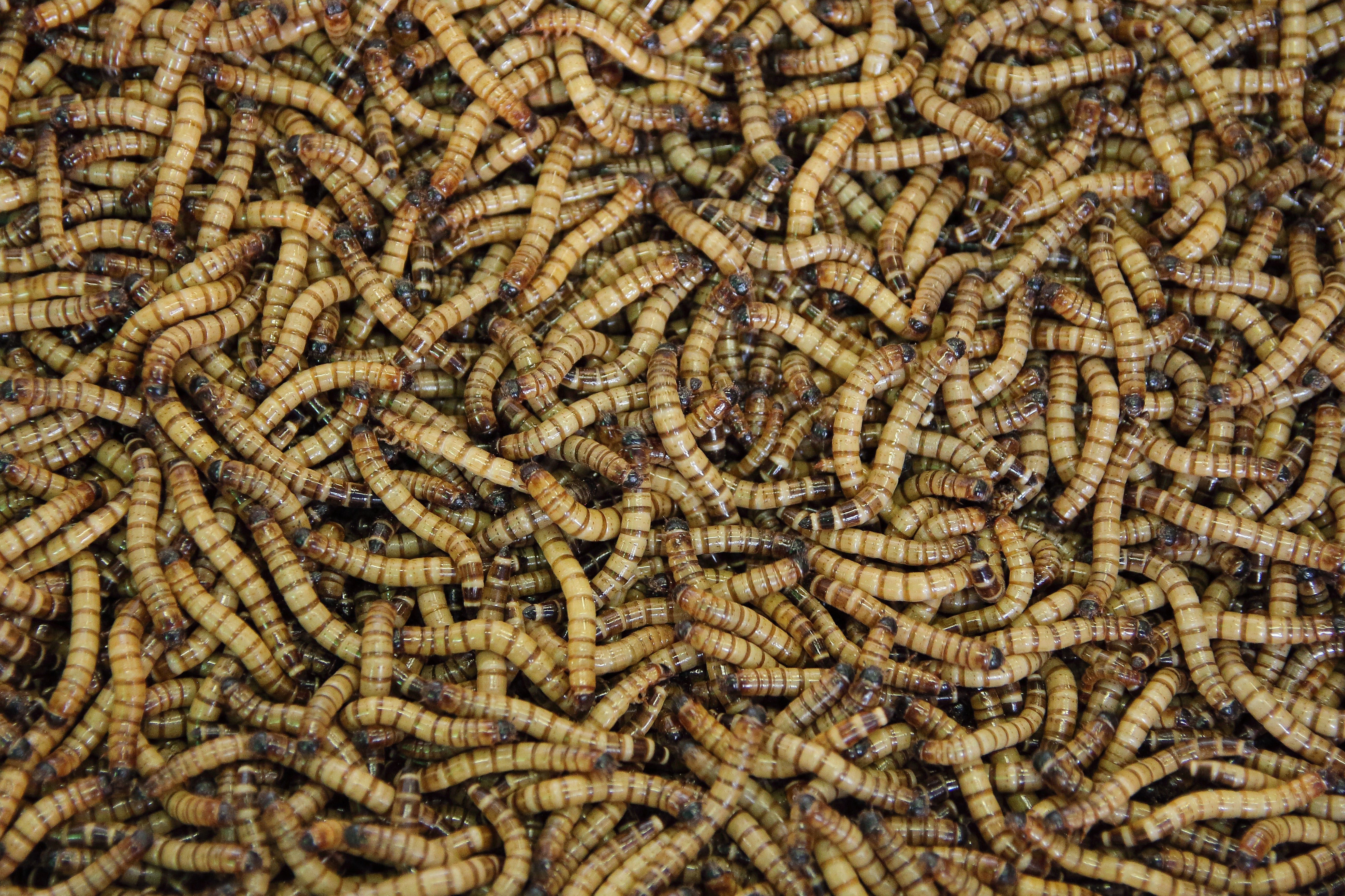 100 Large Superworms – T-Rex Pet Shop