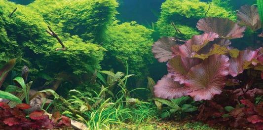 Aquatic Creations Tropical Cling Aquarium Background image 0
