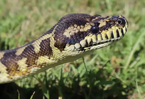 BALL PYTHON/SNAKE CARE