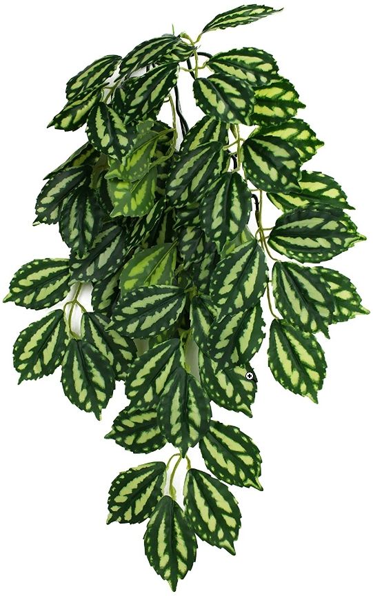 Komodo Two-Tone Hanging Vine Terrarium Plant image 0