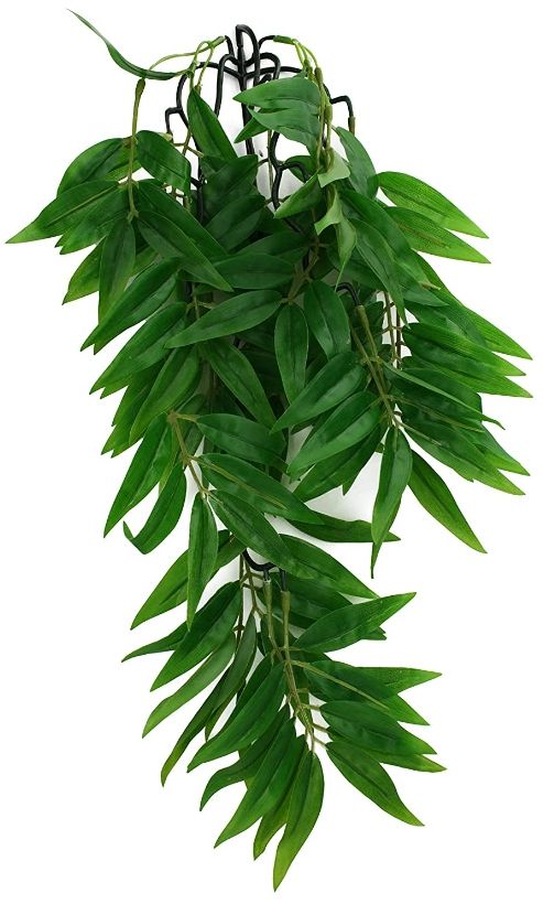 Komodo Bamboo Hanging Vine Terrarium Plant image 0