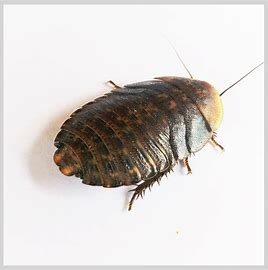 100 Discoid Roaches Delivery image 0
