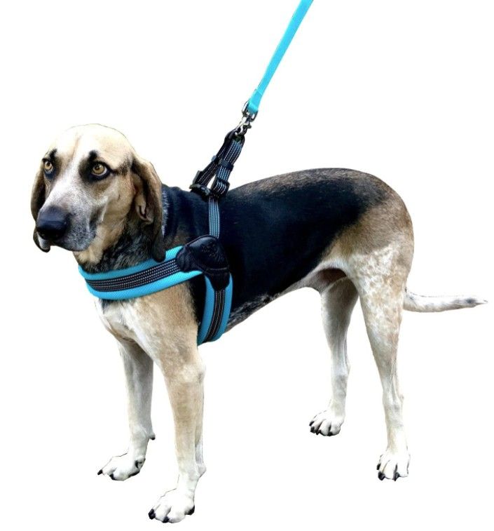 Sporn Easy Fit Dog Harness Blue image 0