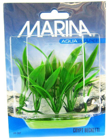 Marina Foreground Crypt Becketti Aquarium Plant image 0