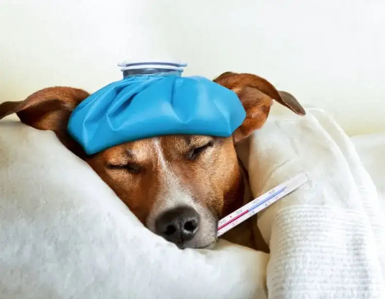 WHAT TO DO WITH A SICK PET