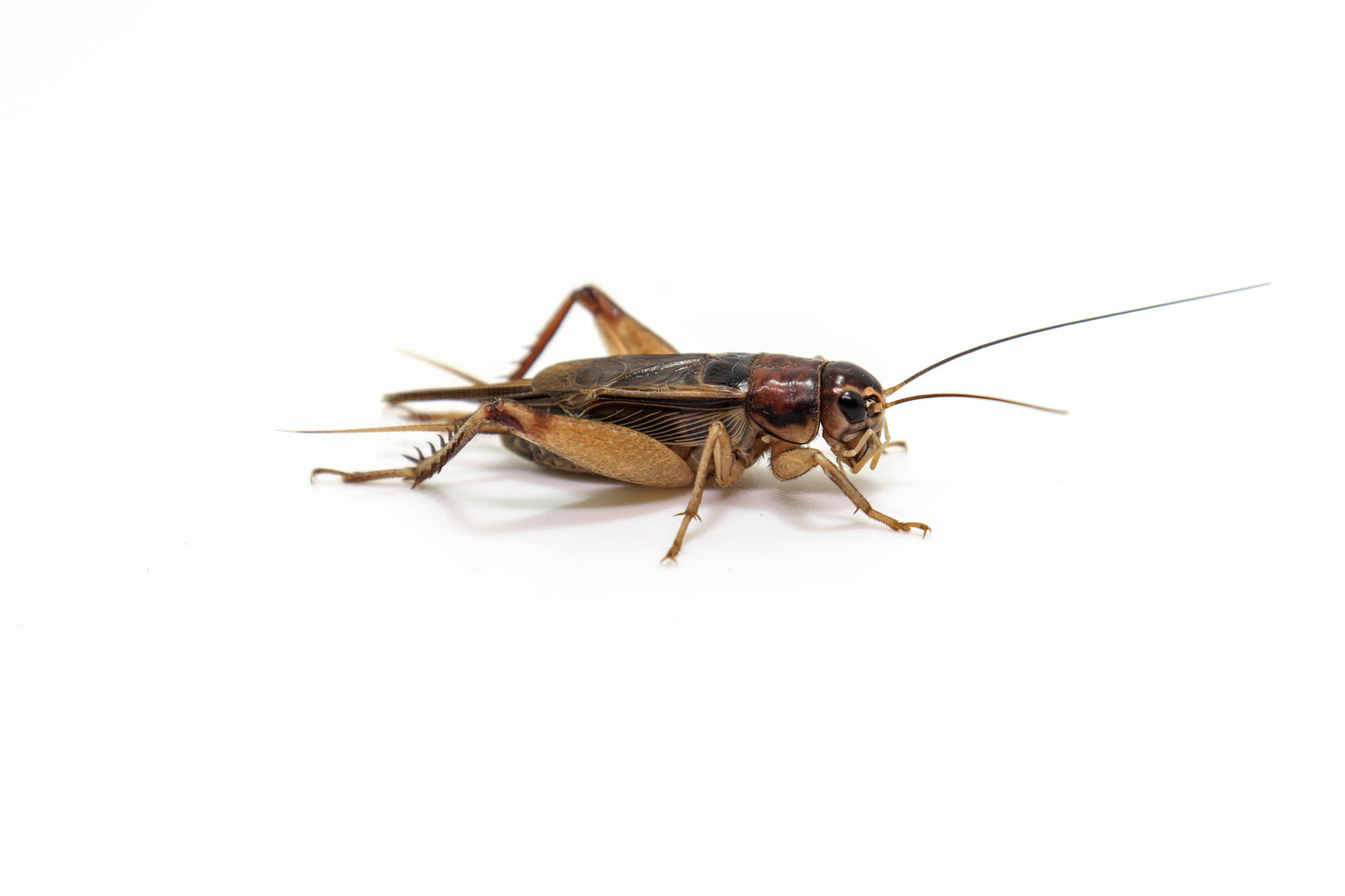500 Medium Crickets image 0