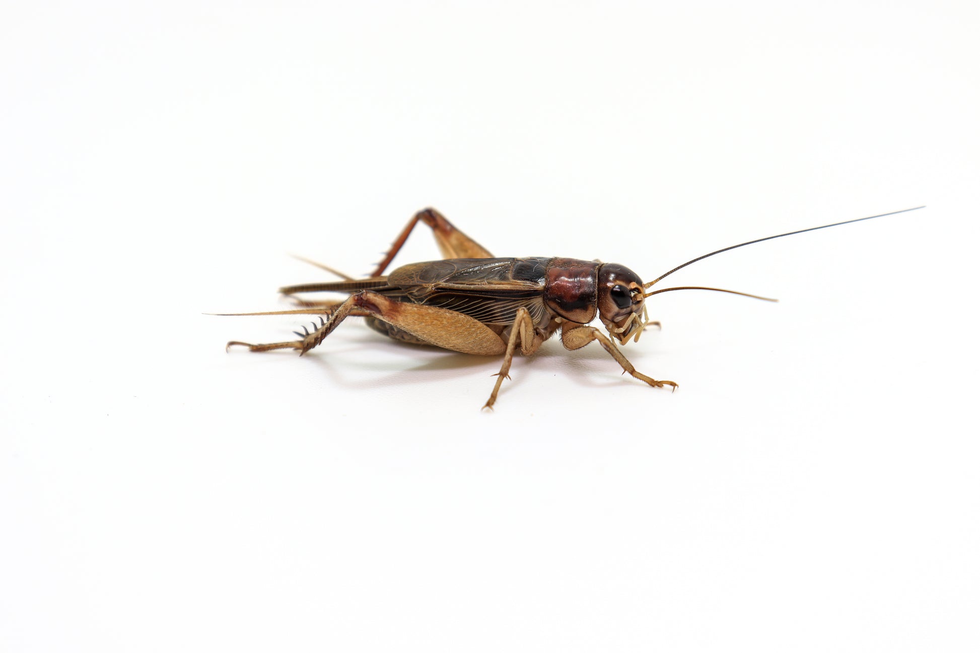 500 Medium Crickets image 0