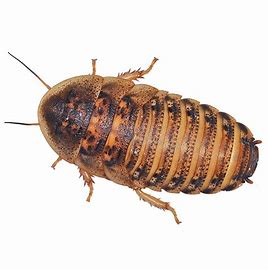 25 Dubia Roaches Nationwide Delivery image 0