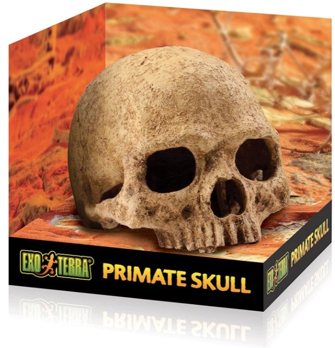 Exo Terra Terrarium Primate Skull Decoration image 0