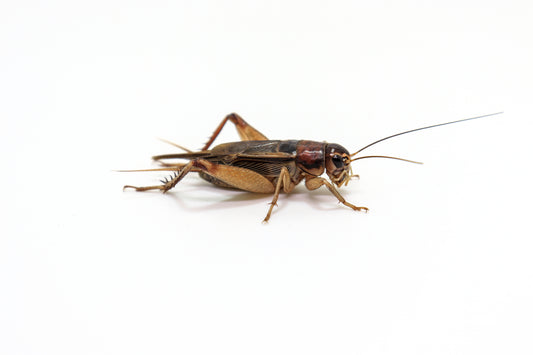 500 Large Crickets image 0