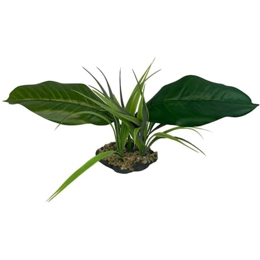 Komodo Woodland Canopy Terrarium Plant image 0