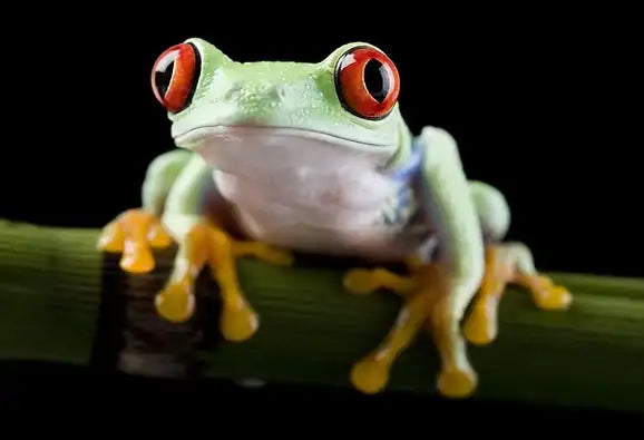 FROGS AND TOADS