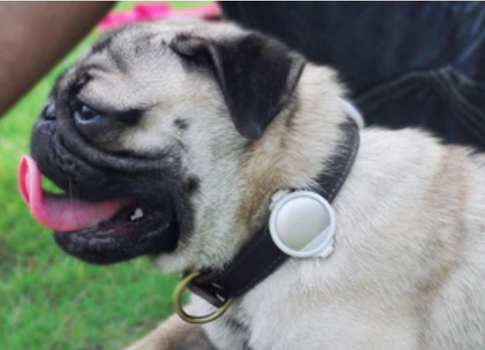 PETKIT ® 'FIT' Water-resistant Smart Activity & Mood Monitoring Activity Tracker image 0