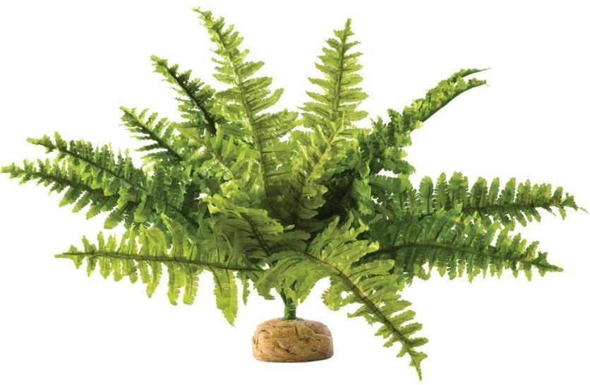 Exo Terra Boston Fern Terrarium Plant image 0