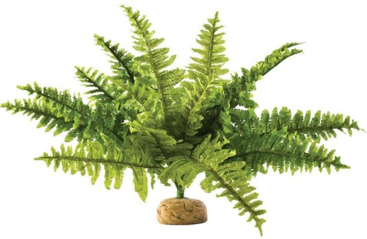 Exo Terra Boston Fern Terrarium Plant image 0
